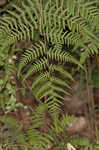 Torres' fern